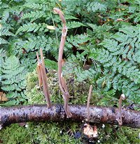 Macrotyphula fistulosa var contorta MykoGolfer